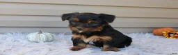 Yorkshire Terrier dogs for sale: Rambo - Ad 8