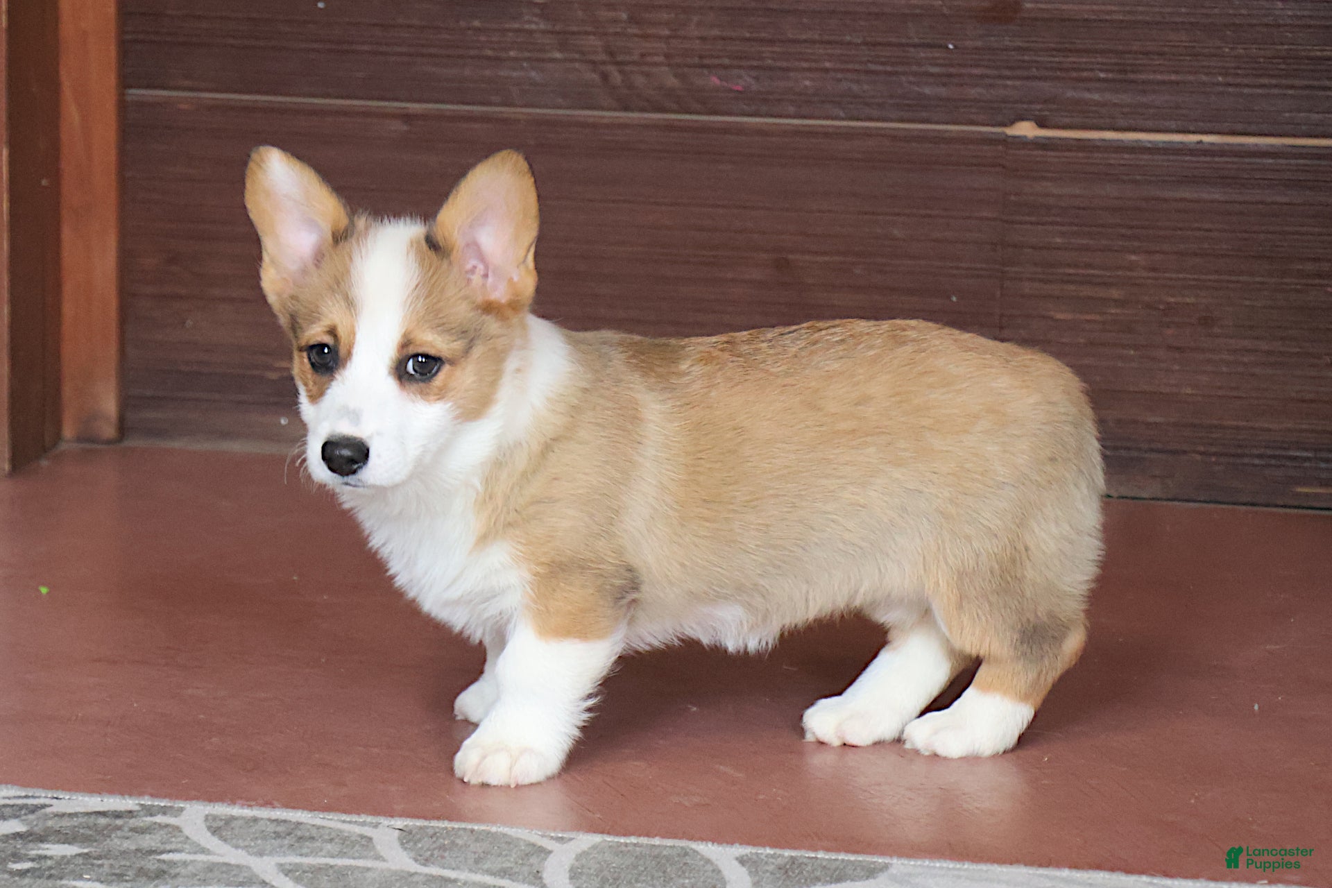 Welsh Corgi Pembroke dogs Valentine Sale.  Sophie OFA Parents - Ad 2