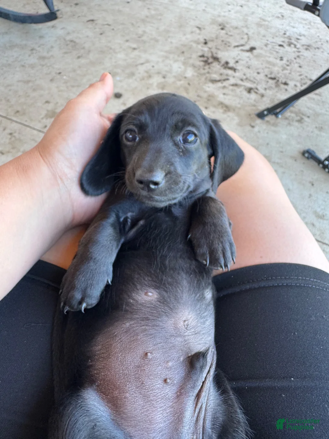 Miniature Dachshund dogs for sale: Miniature Dachshund 1 - Ad 2