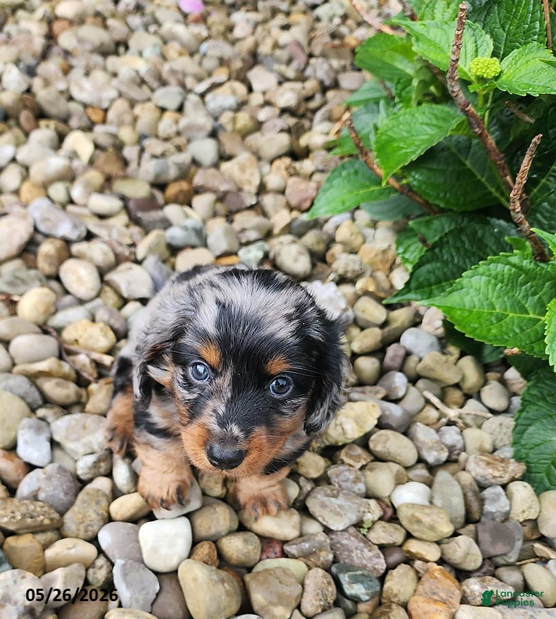 Dachshund dogs Dexter - Ad 2
