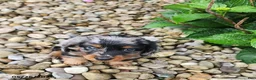Dachshund dogs for sale: Dexter - Ad 2