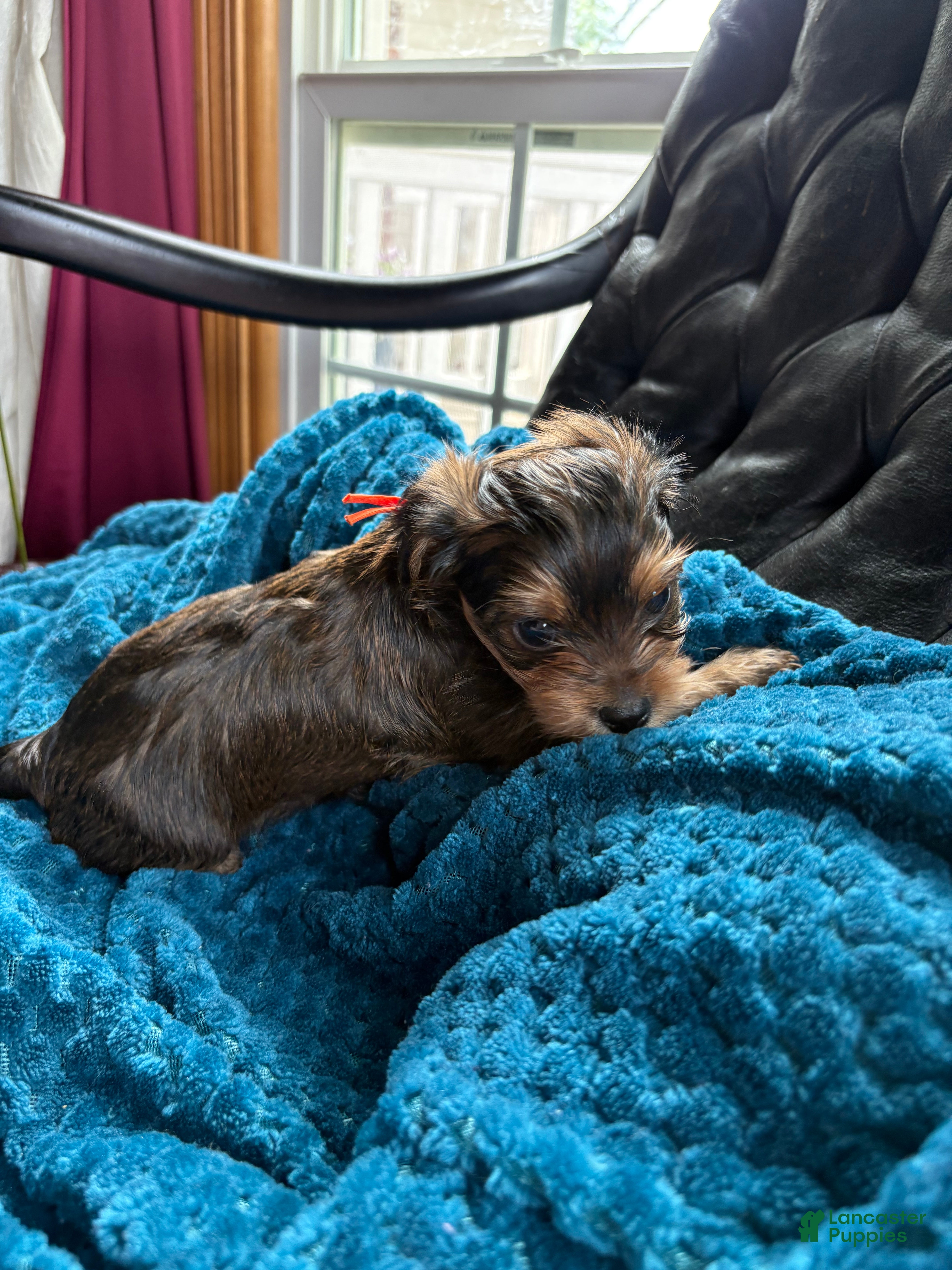 Yorkshire Terrier dogs for sale: Yorkshire Terrier Puppy 1 - Ad 2