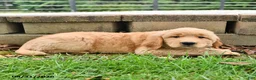 Labrador Retriever dogs for sale: Rosie - Ad 4