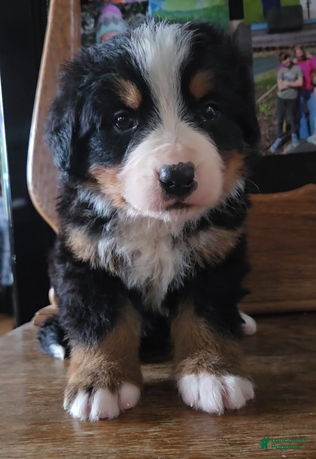 Bernese Mountain Dog dogs Bernese Mountain Dog Puppy 4 - Ad 16