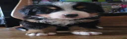 Bernese Mountain Dog dogs for sale: Bernese Mountain Dog Puppy 4 - Ad 2