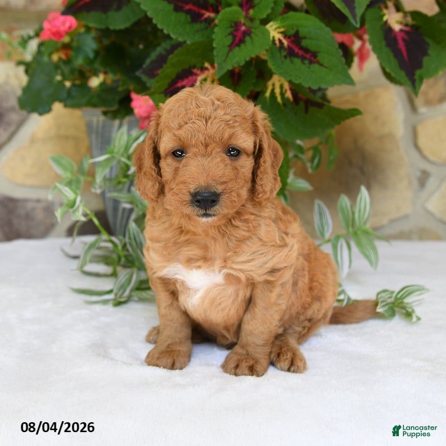 Mini Goldendoodle dogs for sale: Rusty - Ad 2