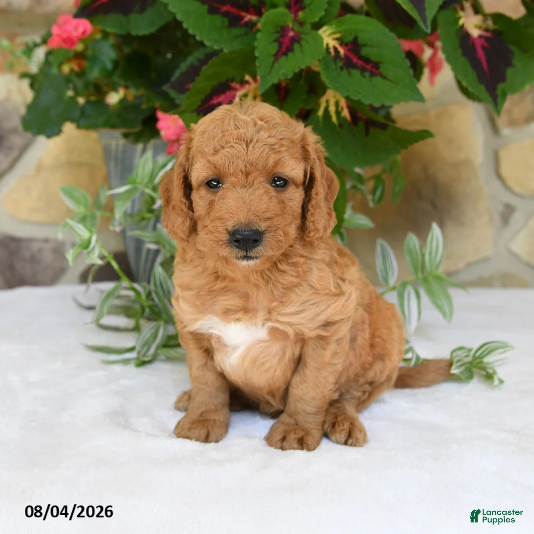 Mini Goldendoodle dogs for sale: Rusty - Ad 1