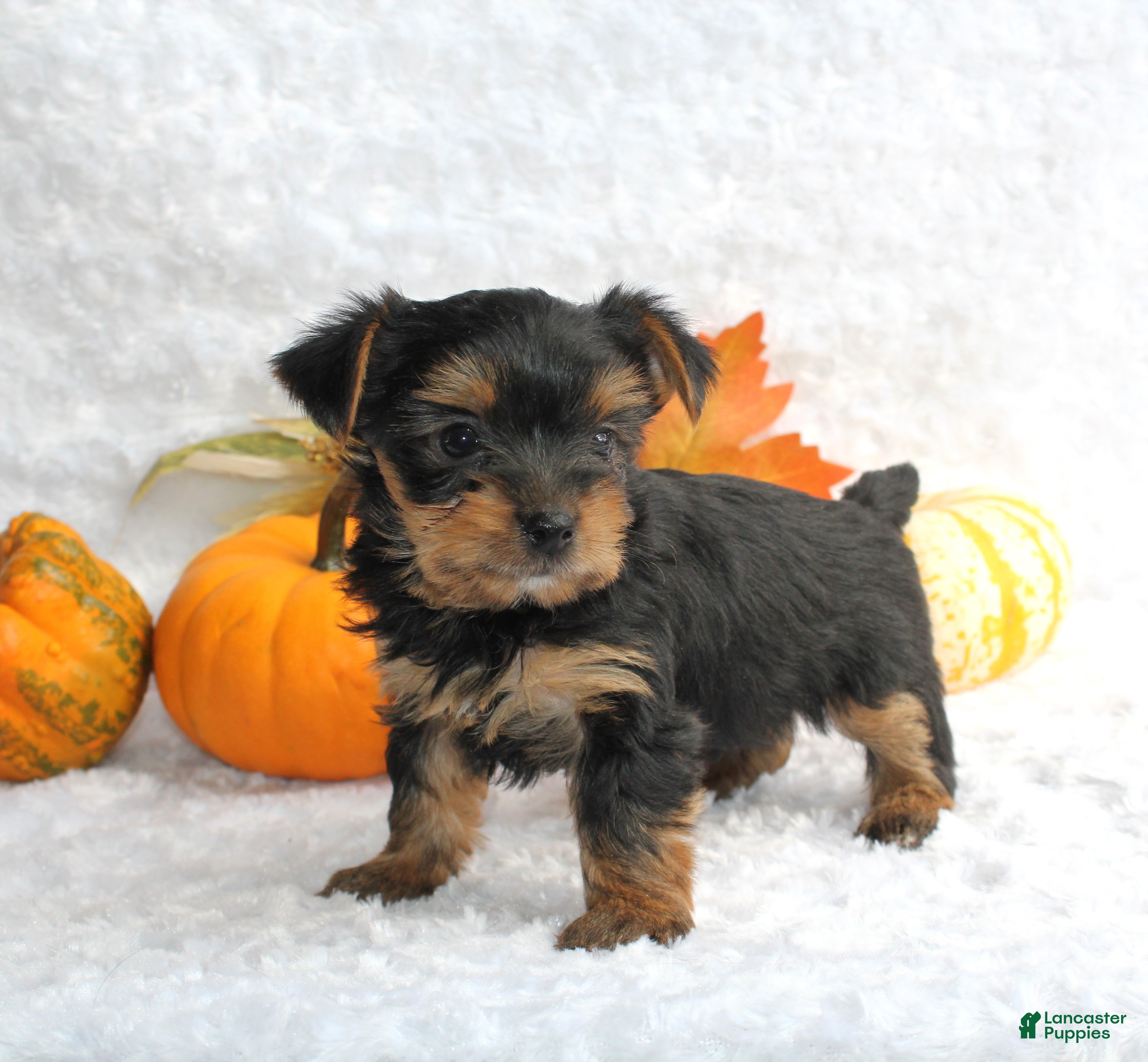Yorkshire Terrier dogs Teeko - Ad 4
