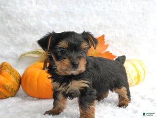 Yorkshire Terrier dogs Teeko - Ad 33