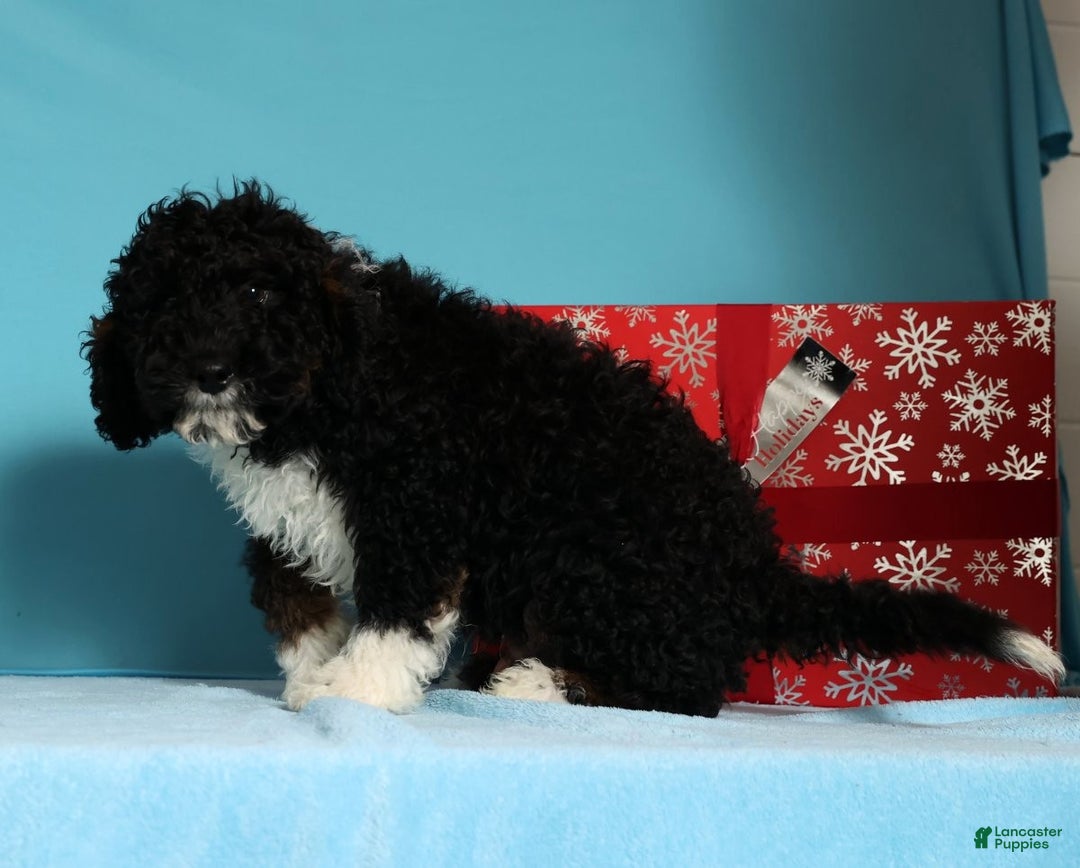 Mini Bernedoodle dogs for sale: Alvin - Ad 6