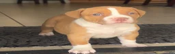 American Bully dogs for sale: American Bully 5 - Ad 3