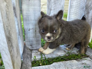 French Bulldog dogs - Ad 9