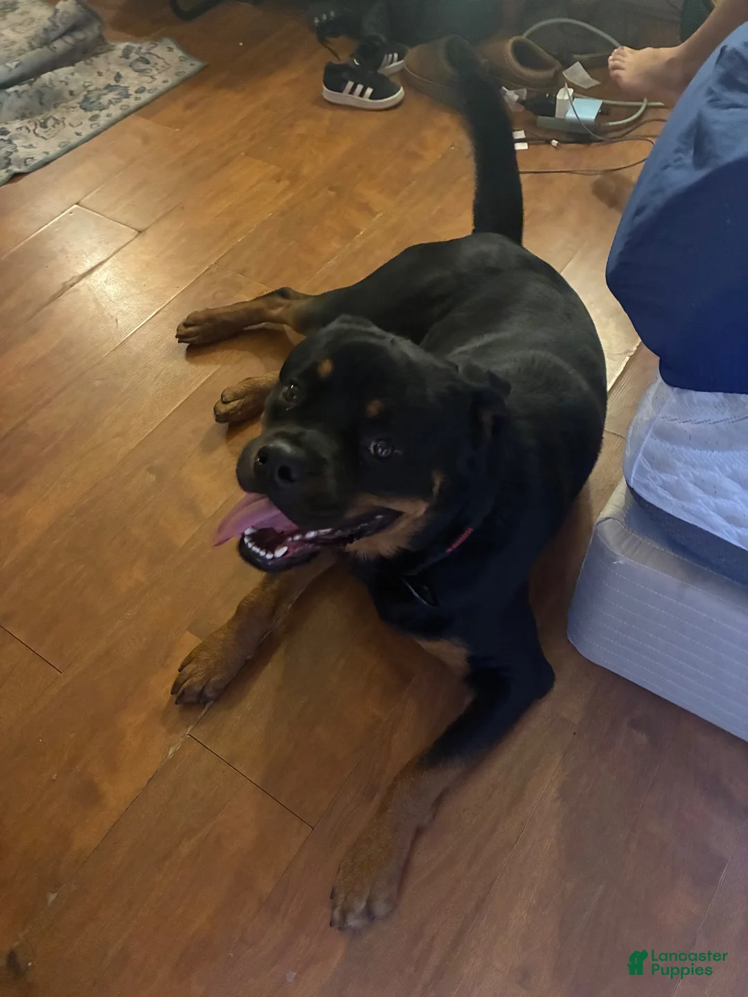 Rottweiler dogs for sale: Rottweiler 1 - Ad 2