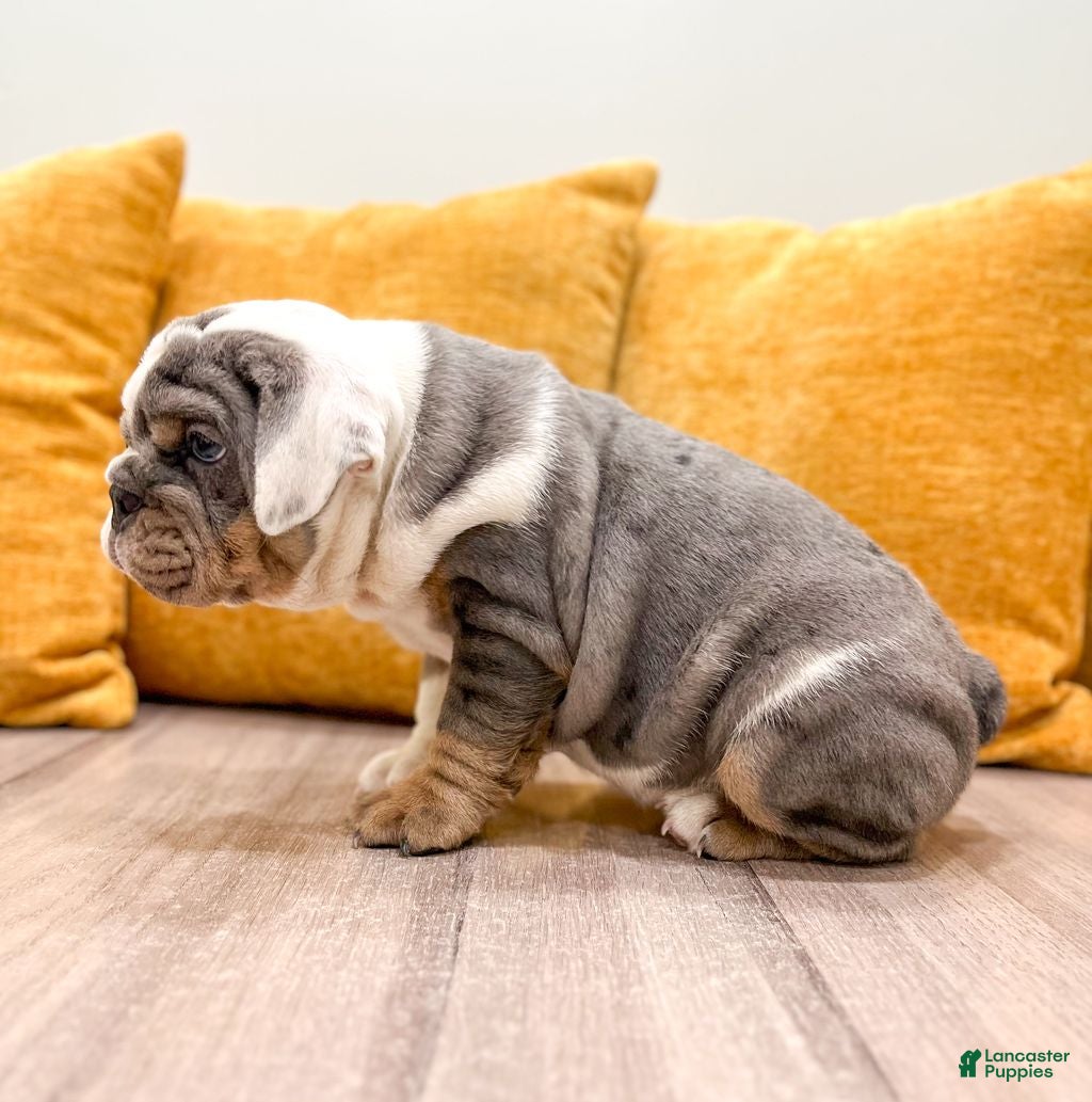 English Bulldog dogs Earl - Ad 1