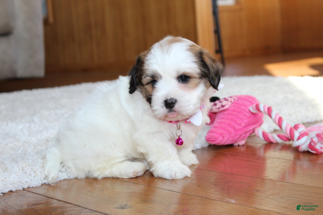 Teddy Bear dogs for sale: Lola - Ad 10