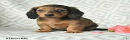 Dachshund dogs for sale: Bree - Ad 4