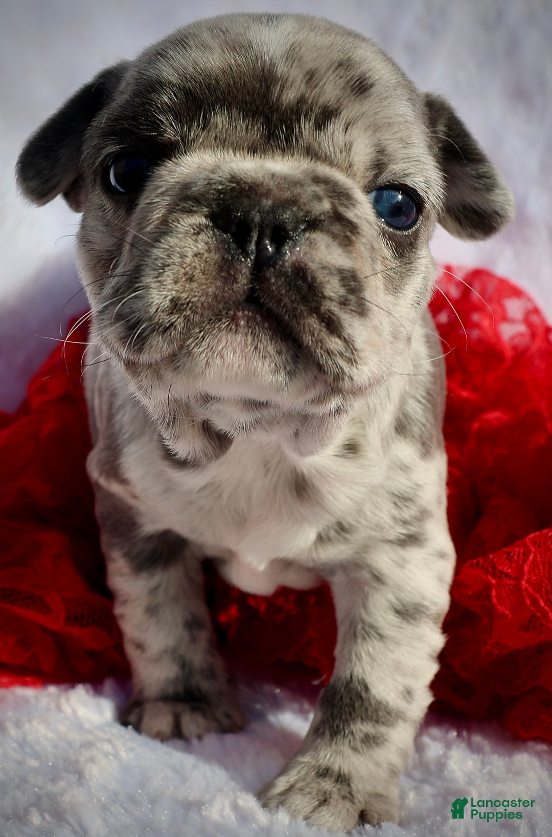 French Bulldog dogs for sale: JJ - Ad 2
