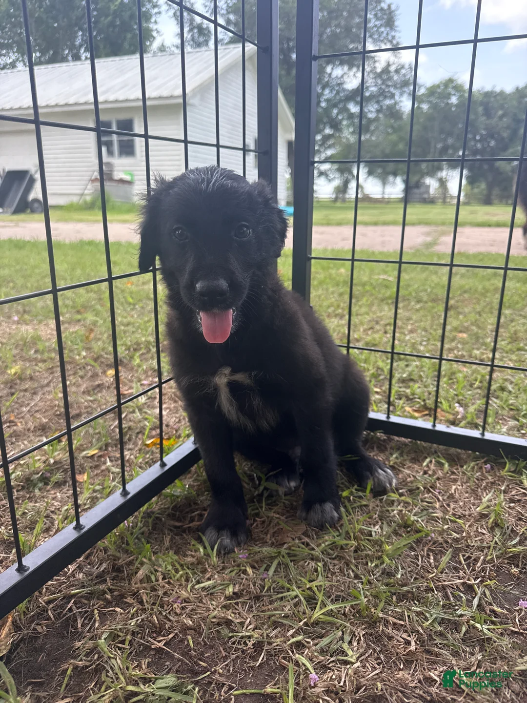 Mixed Breed dogs for sale: Mauney  - Ad 1