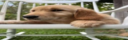 Golden Retriever dogs for sale: Duke - Ad 19