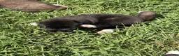 Akita dogs for sale: Akita 3 - Ad 2
