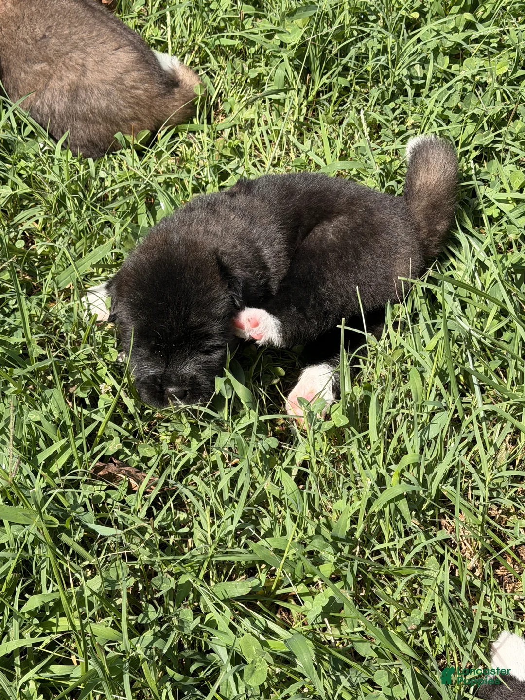 Akita dogs for sale: Akita 3 - Ad 2