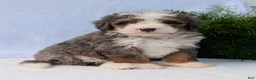 Mini Bernedoodle dogs for sale: Mini Bodie  - Ad 8