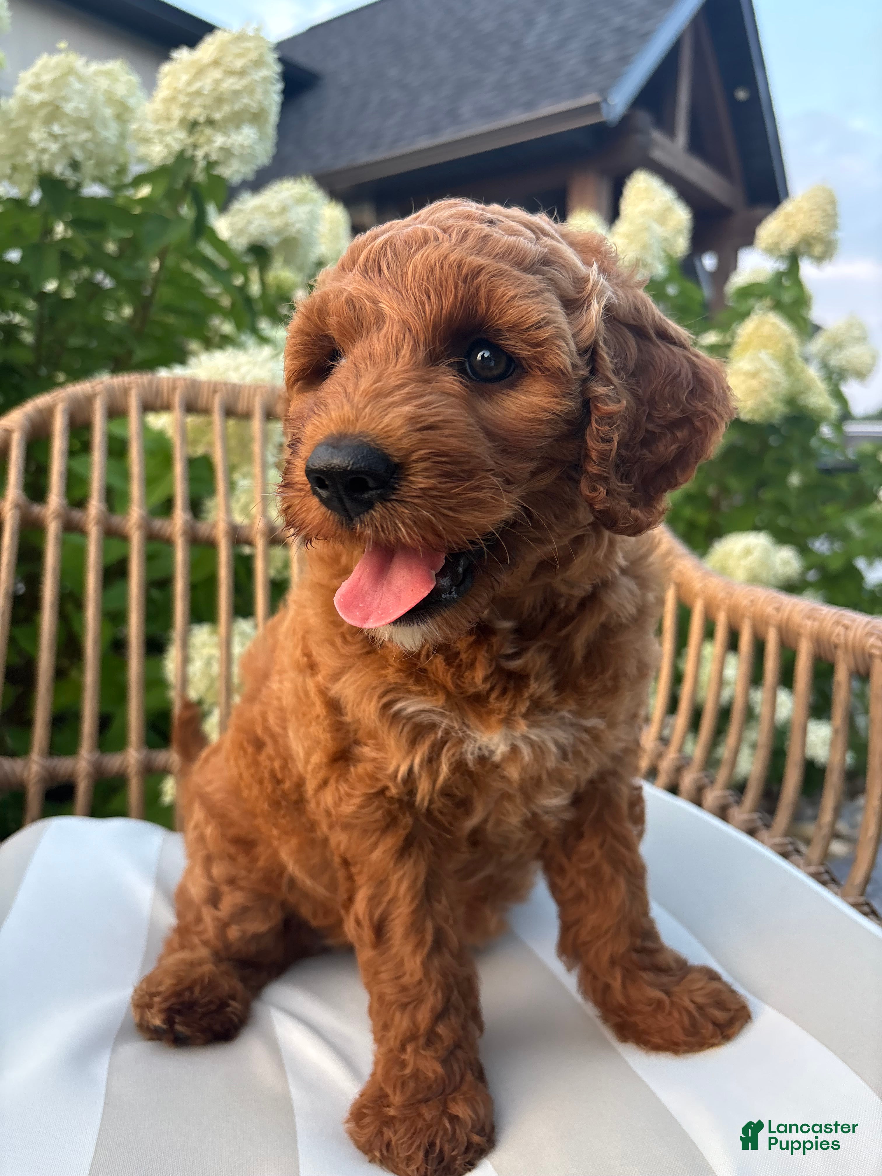 Mini Goldendoodle dogs Rosie - Ad 1