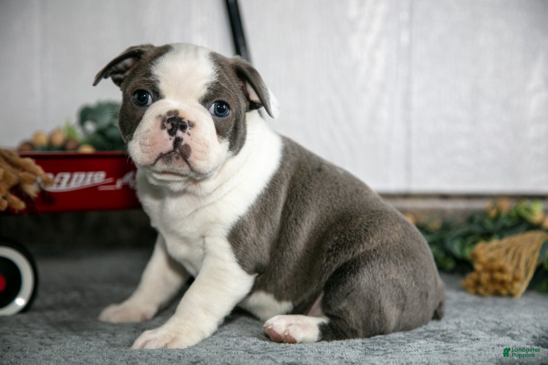 Boston Terrier dogs for sale: Leo - Ad 2