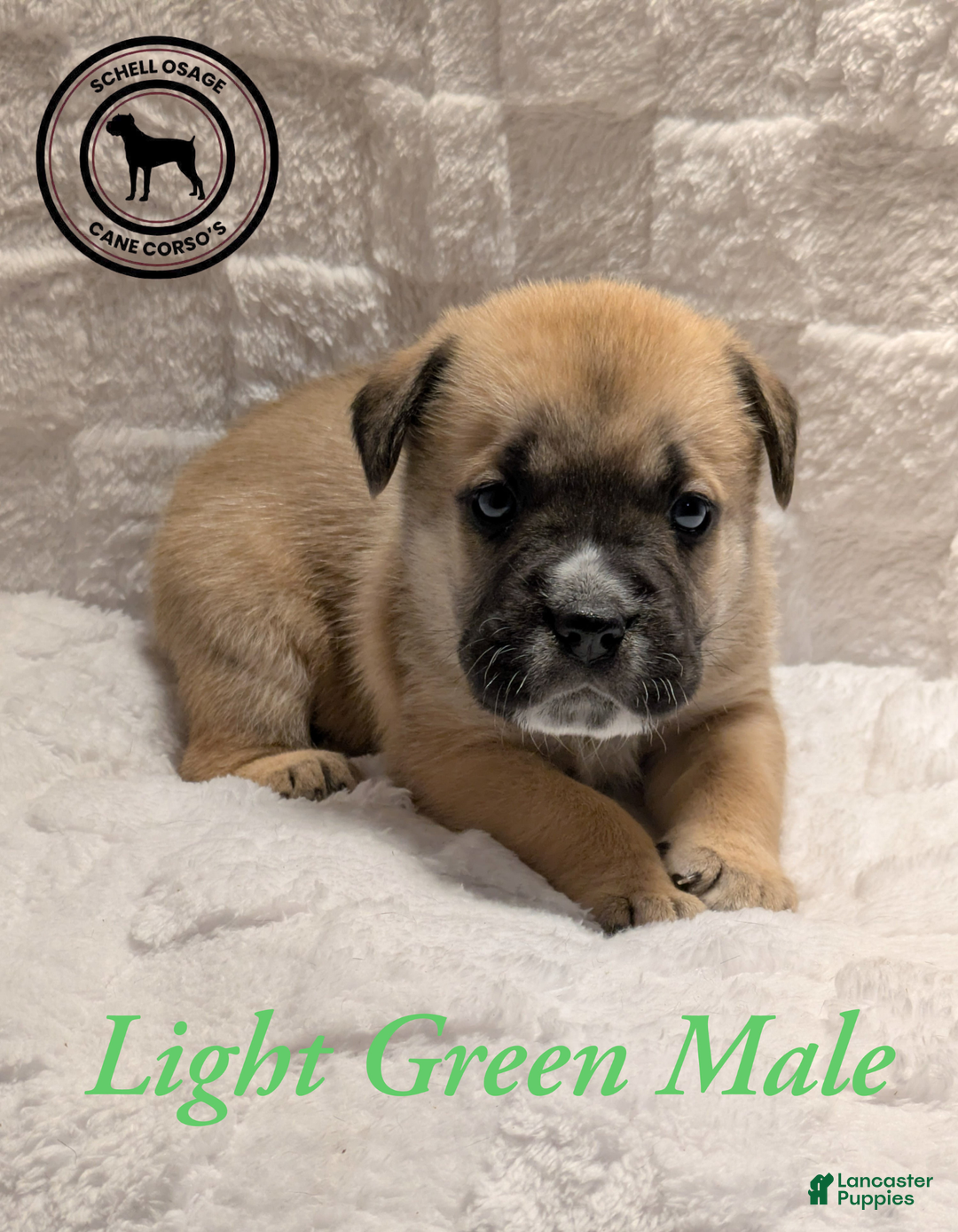 Cane Corso dogs for sale: Light Green - Ad 5