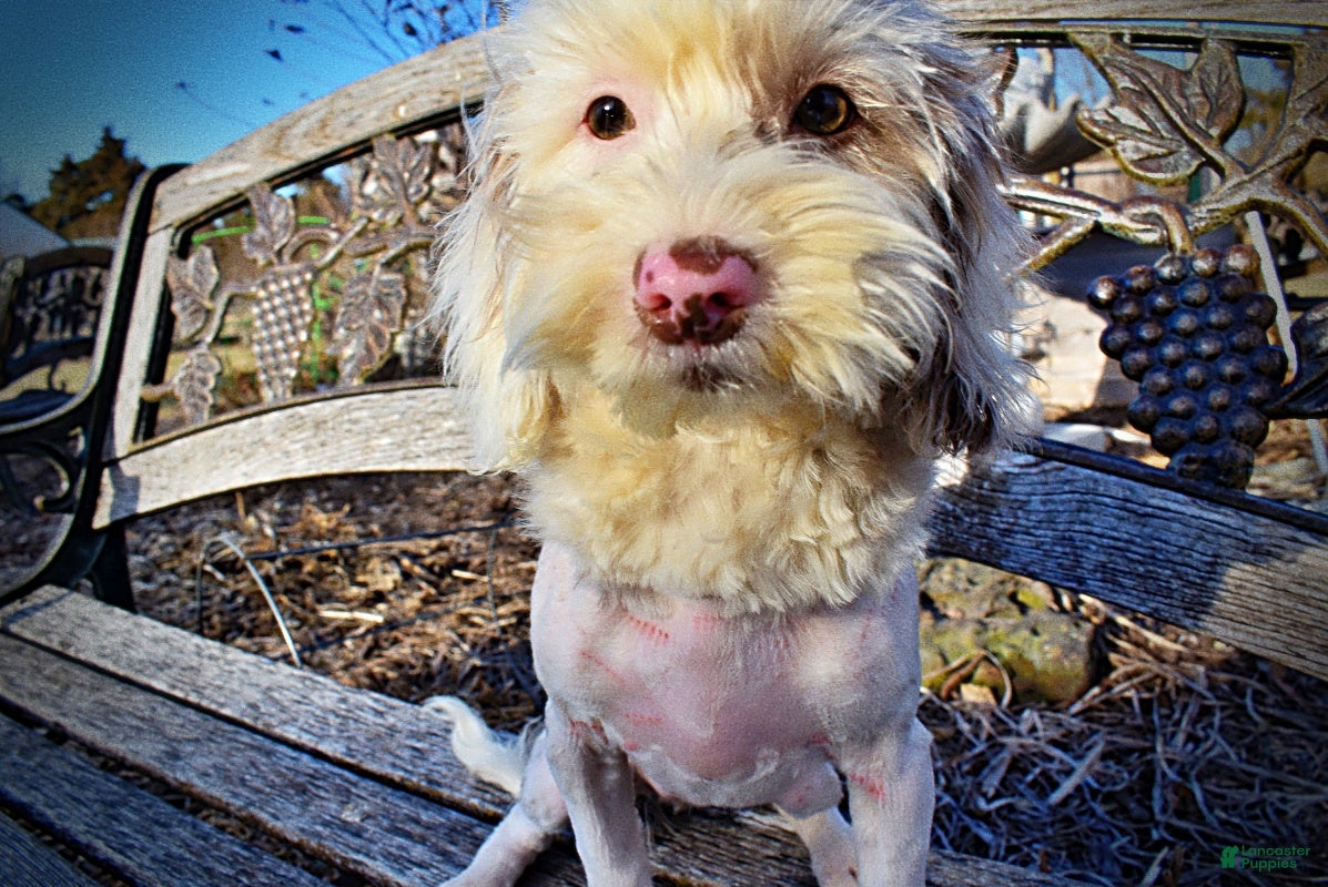 Havapoo dogs Wiggles - Ad 4