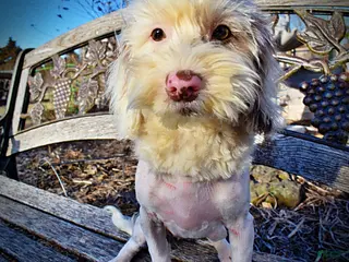 Havapoo dogs Wiggles - Ad 4