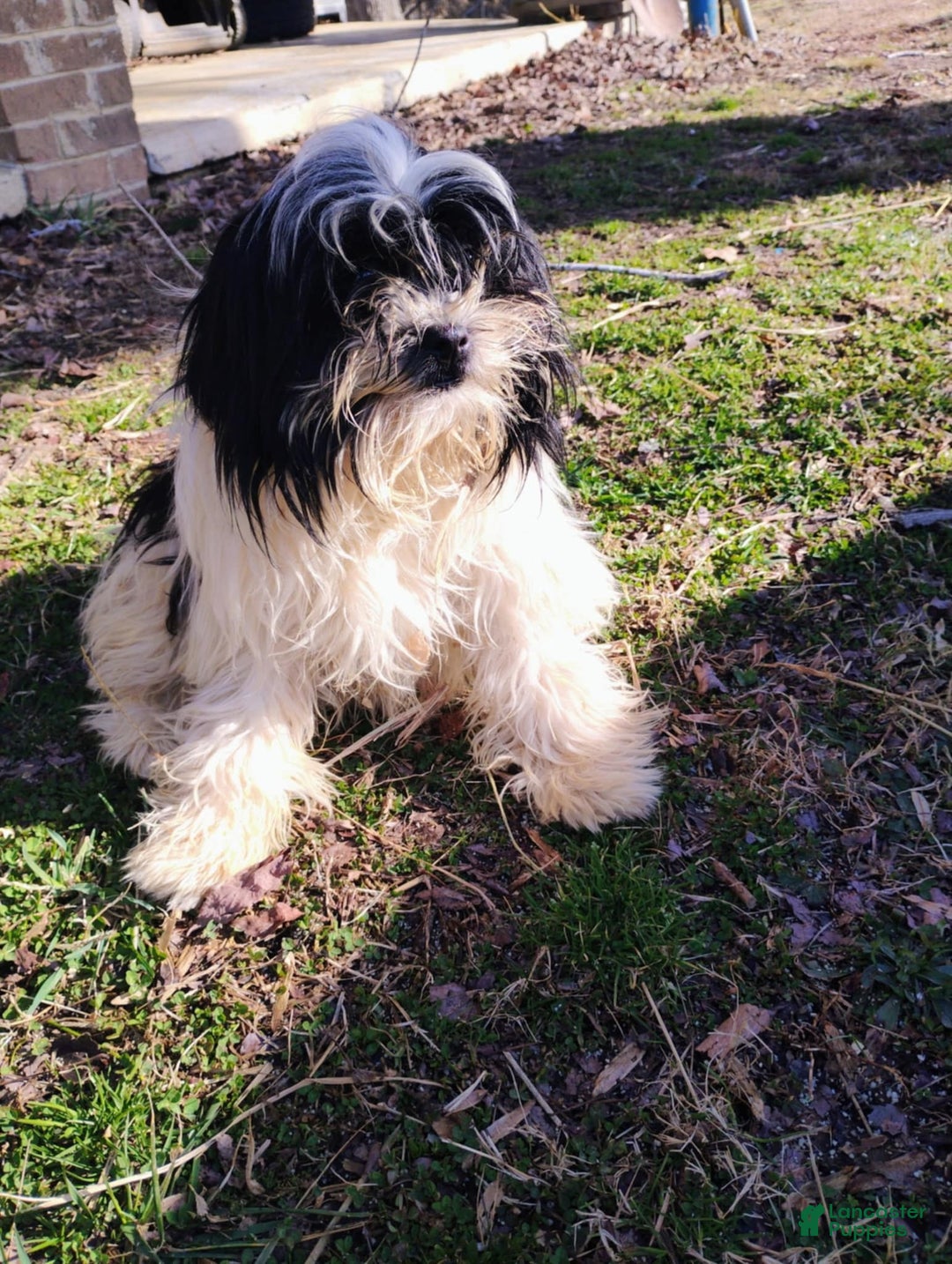 Mixed Breed dogs for sale: Shih-poos - Ad 2