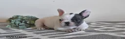 French Bulldog dogs for sale: Grace - Ad 3