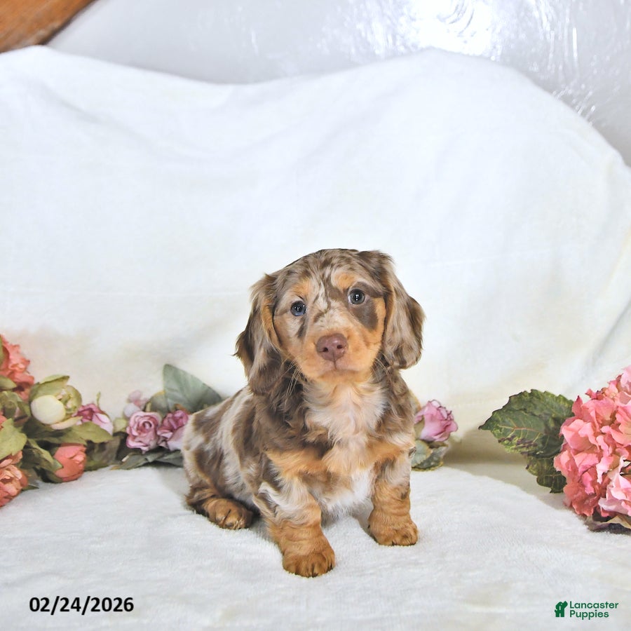 Miniature Dachshund dogs Pearl - Ad 1