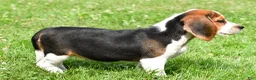 Beagle dogs for sale: Piper - Ad 12