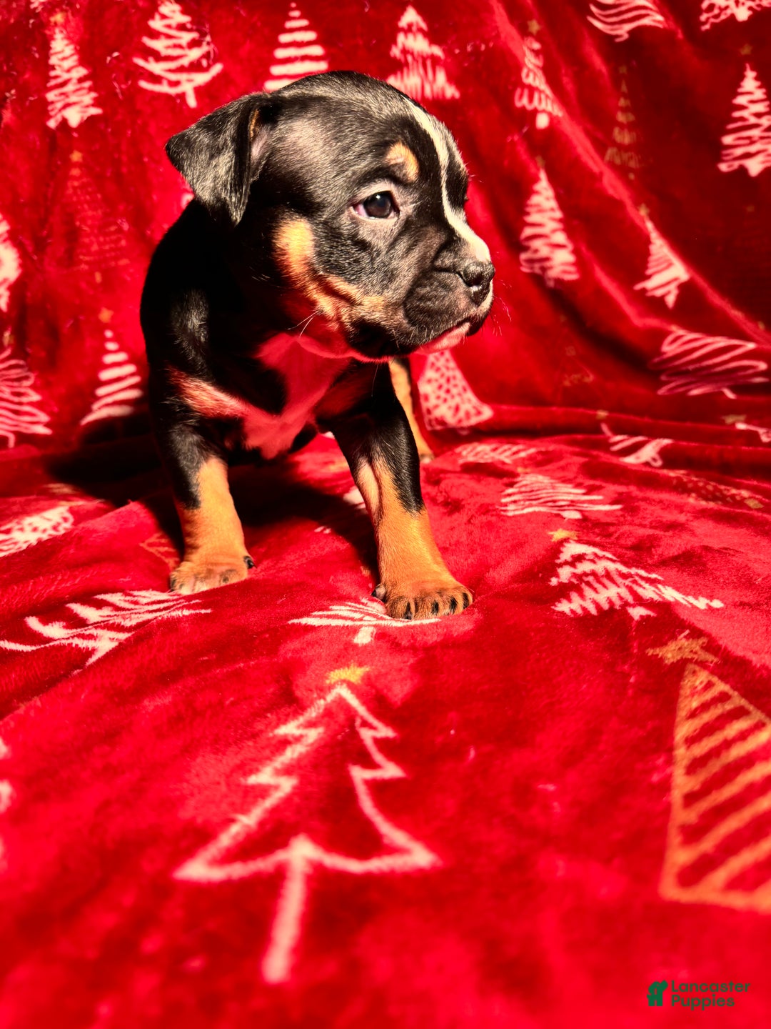 American Bully dogs for sale: American Bully Puppy 6 - Ad 3