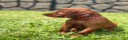 Irish Setter dogs for sale: Red collar - Ad 3