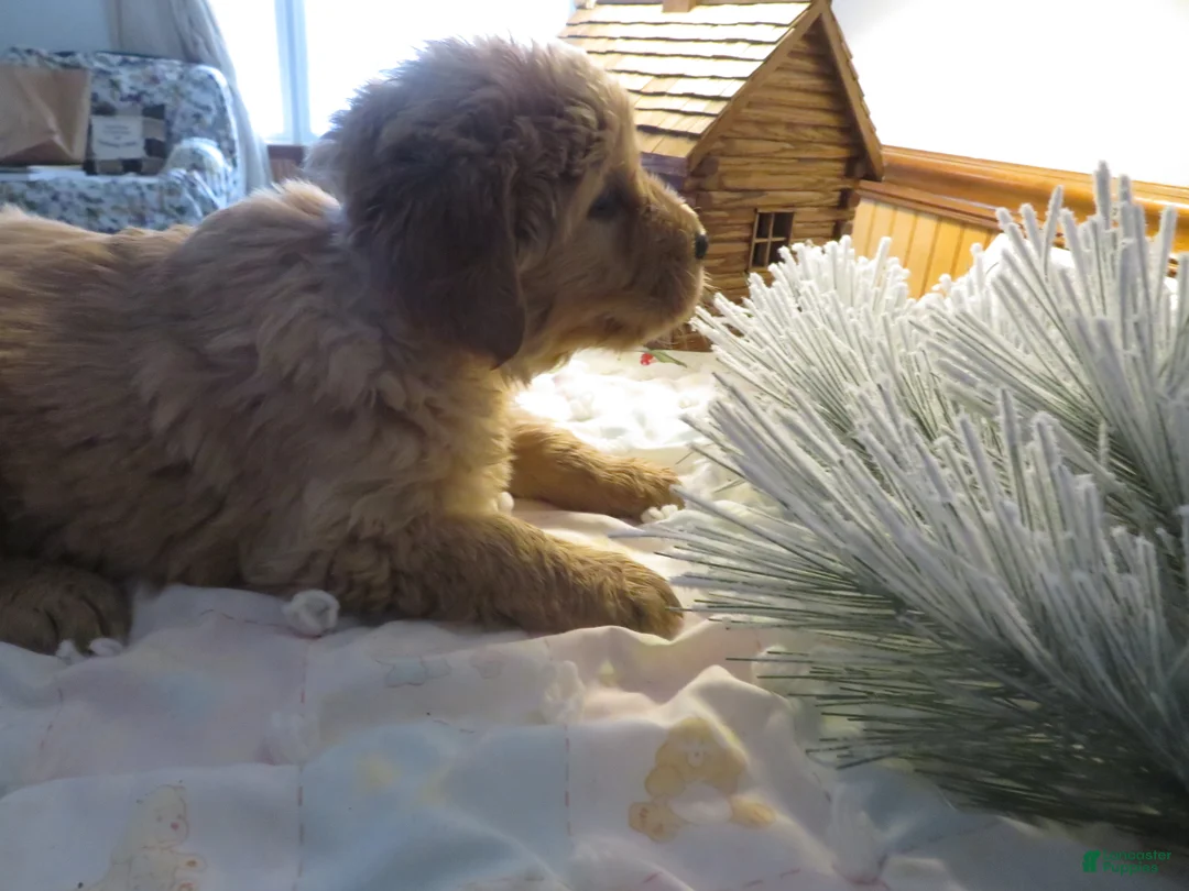 Golden Retriever dogs for sale: ANNABELLE - CHAMPION LINE - Ad 5