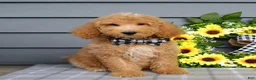 Goldendoodle dogs for sale: Jackson - Ad 9