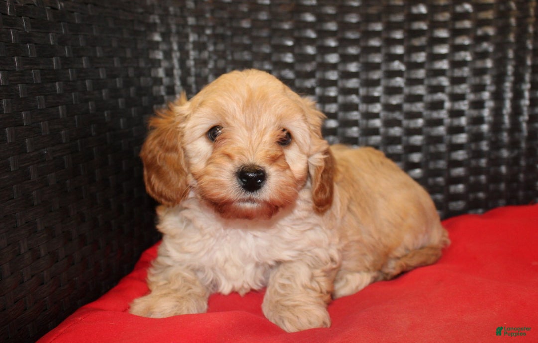 Cavapoo dogs for sale: Rudolph  - Ad 5
