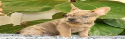 French Bulldog dogs for sale: Blaze - Ad 5