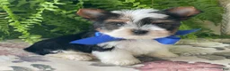 Biewer Terrier dogs for sale: Whisper - Ad 11