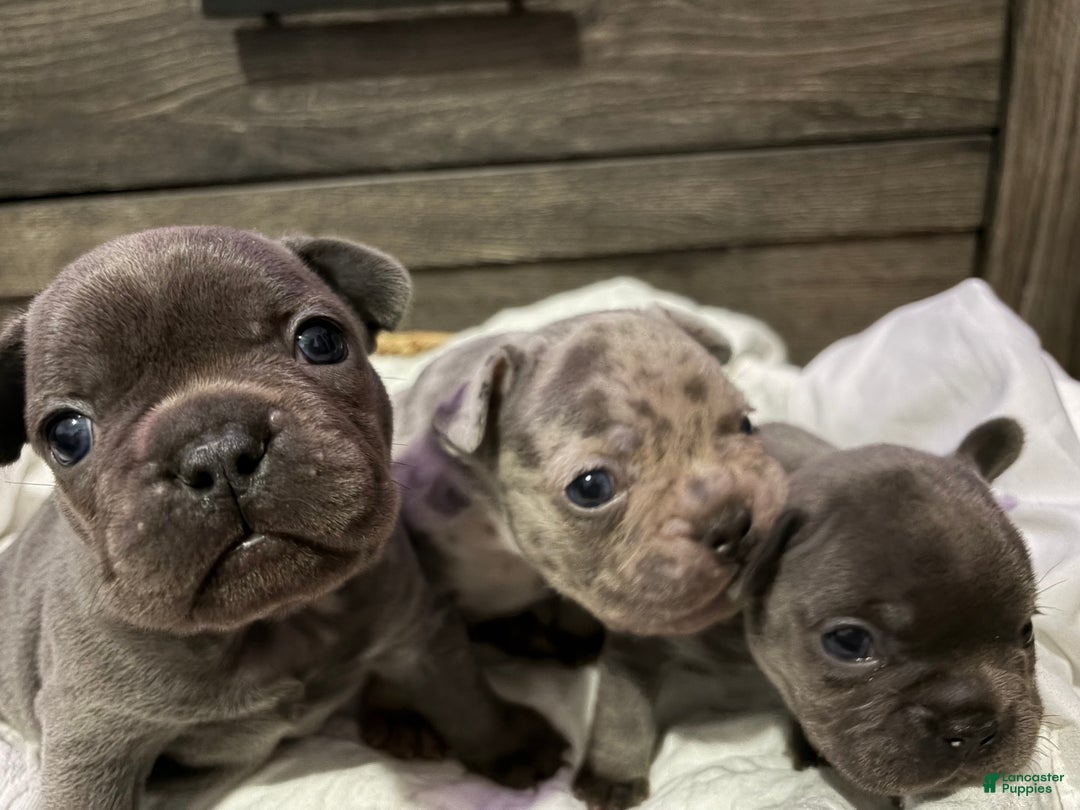 French Bulldog dogs for sale: French Bulldog Puppy 1 - Ad 13