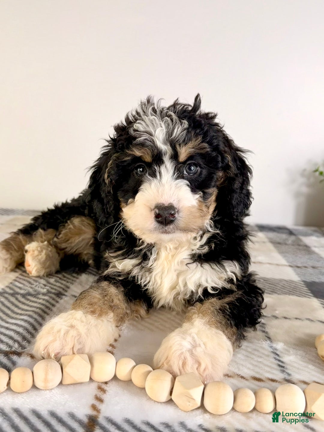 Bernedoodle dogs for sale: Brooklyn - Ad 4