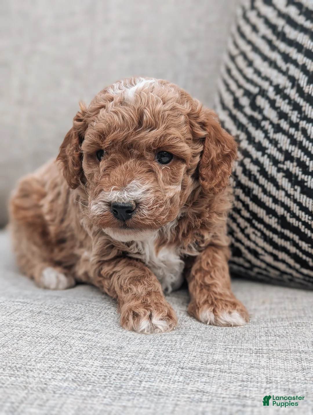 Bichpoo dogs for sale: Tommy - Ad 2
