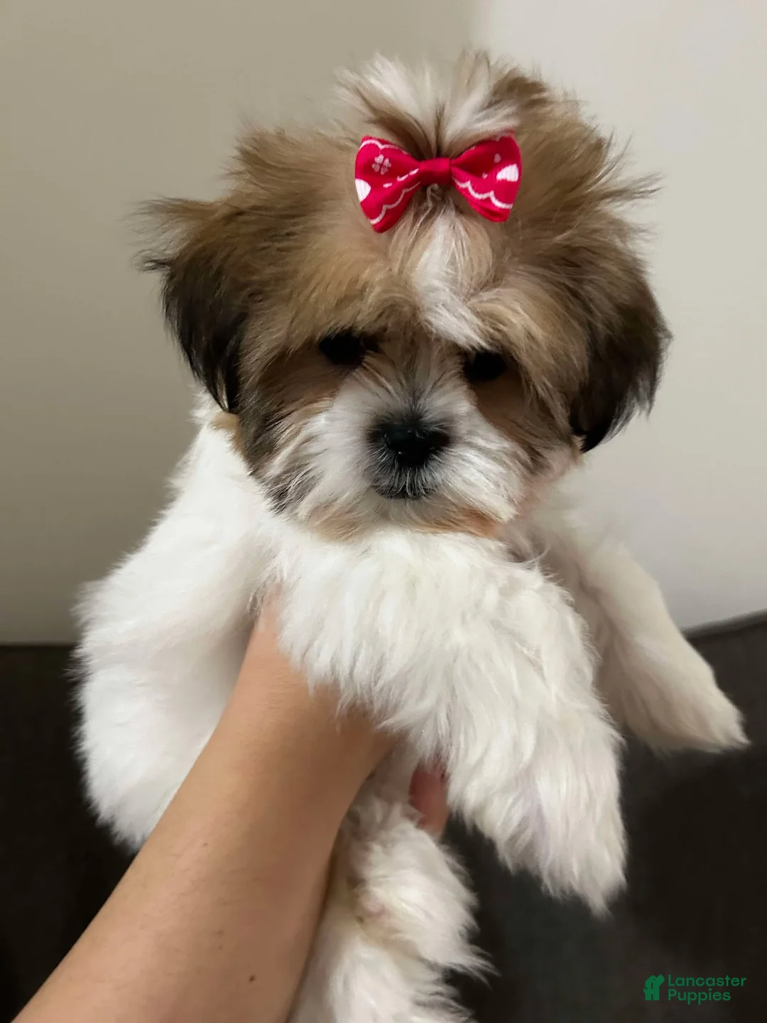 Shih Tzu dogs for sale: Jennifer - Ad 3