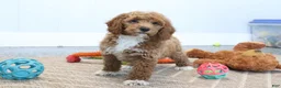 Mini Goldendoodle dogs for sale: Carlos - Ad 5