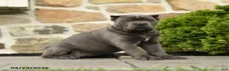 Cane Corso dogs for sale: Bonnie - Ad 3
