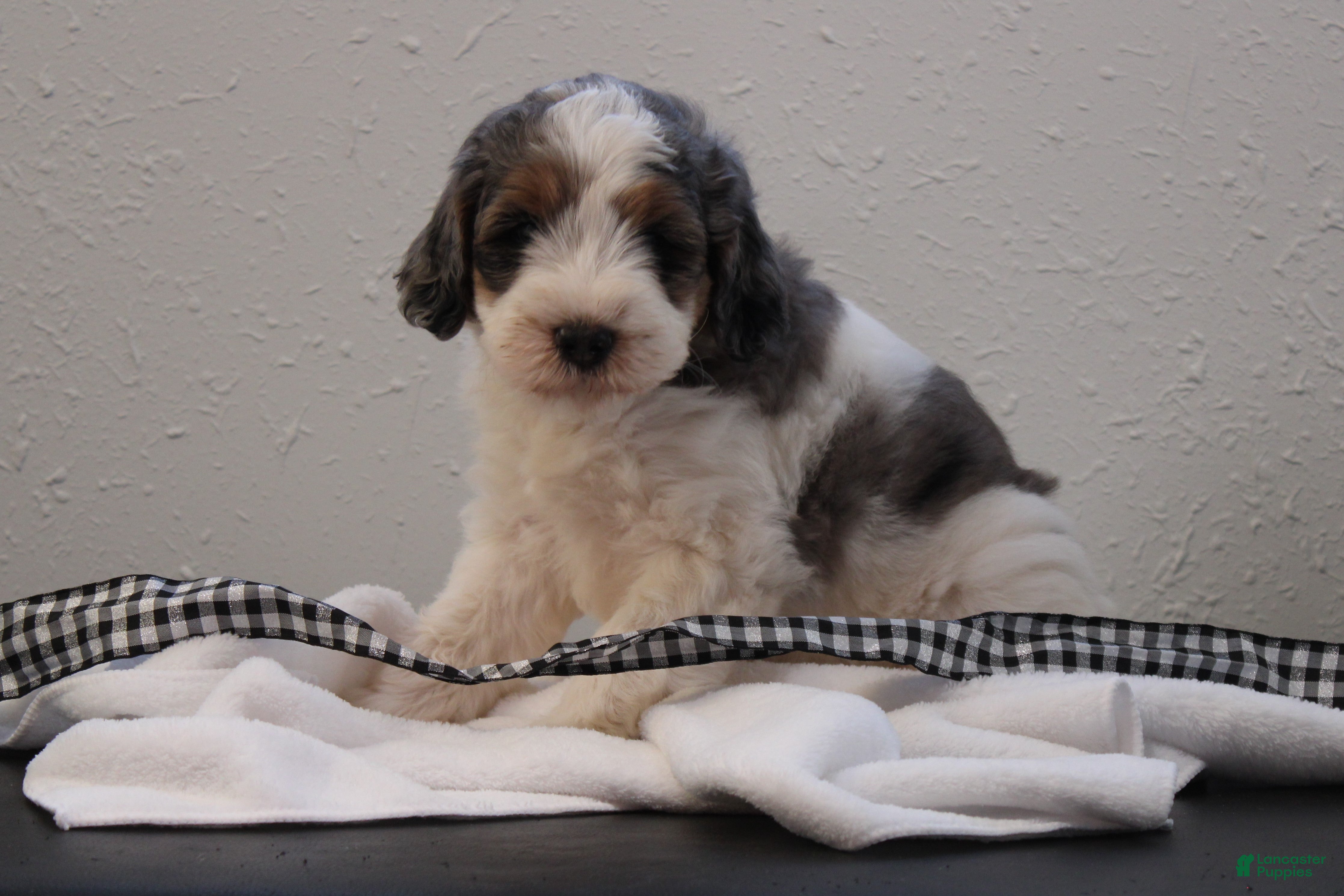 Bernedoodle dogs Banjo - Ad 2