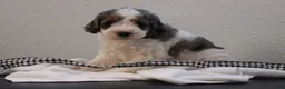 Bernedoodle dogs for sale: Banjo - Ad 2
